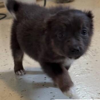 Mixed Breed Dogs Available for Adoption in Loxahatchee Groves, Florida - LEXI  0974 | PetCurious