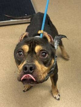 Saguaro -  Mixed Breed Dog for Adoption in Chamblee, Georgia - Saguaro | PetCurious