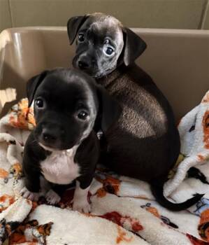 Chihuahua Dogs Available for Adoption - SQUEAKY | PetCurious