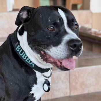 Rescue American Staffordshire Terrier Dogs for Adoption in Dallas, Texas - Bubba | PetCurious