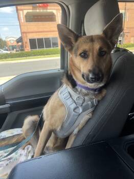 Lobita -  Shepherd Dog for Adoption in Woodstock, Ontario - Lobita | PetCurious