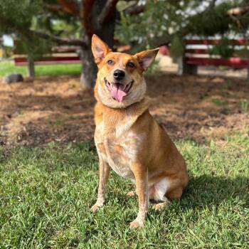 Cattle Dog Dogs Available for Adoption in Fargo, North Dakota - Lokie | PetCurious