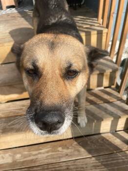 Peaches -  Mixed Breed Dog for Adoption in Cincinnati, Ohio - Peaches | PetCurious