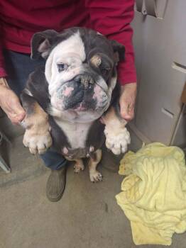 English Bulldog Dogs Available for Adoption in Severance, Colorado - Patty | PetCurious