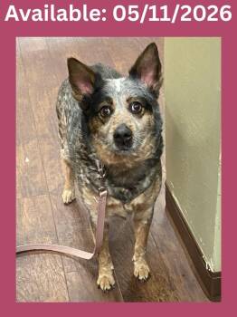 Australian Cattle Dog Blue Heeler and Mixed Breed Dogs Available for Adoption in Greenville, Texas - Dog Kennel #36 Gracie | PetCurious
