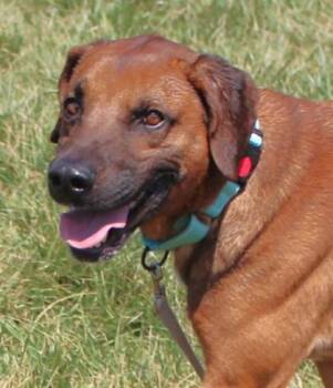 Retriever and Mixed Breed Dogs Available for Adoption in Taylorsville, North Carolina - Roman | PetCurious