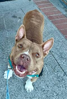 American Staffordshire Terrier Dogs Available for Adoption in San Jose, California - Twix | PetCurious