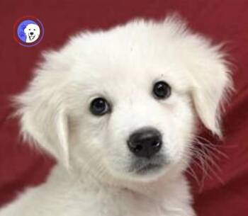 Great Pyrenees and Australian Shepherd Dogs Available for Adoption - Otto | PetCurious