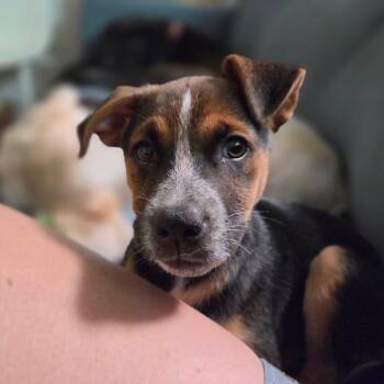 Charlie -  Cattle Dog and Mixed Breed Dog for Adoption in San Diego, California - Charlie | PetCurious