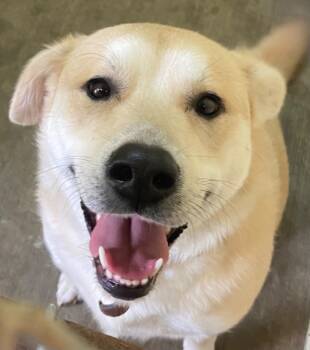Rescue Labrador Retriever Dogs for Adoption in Elizabethton, Tennessee - HUXLEY (was Loki) | PetCurious