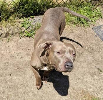 Zora -  Pit Bull Terrier Dog Available for Adoption in Petersburg, Virginia - Zora | PetCurious