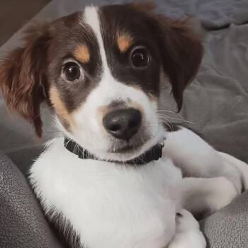 Mixed Breed Dogs Available for Adoption - Indy | PetCurious