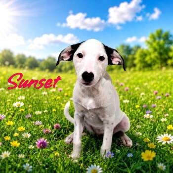 Sunset -  Mixed Breed Dog for Adoption in Joliet, Illinois - Sunset | PetCurious