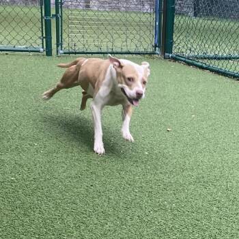 Buttercup 6351 -  Mixed Breed Dog for Adoption in Loxahatchee Groves, Florida - Buttercup 6351 | PetCurious