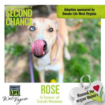 Rose aka Maggie -  Mixed Breed Dog Available for Adoption in Charleston, West Virginia - Rose Aka Maggie | PetCurious