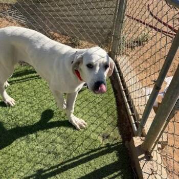 Dolly -  Labrador Retriever and Great Pyrenees Dog for Adoption in Agua Dulce, California - Dolly | PetCurious