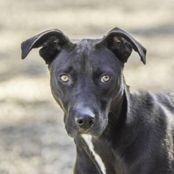 Terrier Dogs Available for Adoption in Hilton Head Island, South Carolina - Lefou | PetCurious