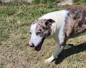 Rescue Australian Shepherd Dogs for Adoption in Berea, Kentucky - Charlie | PetCurious