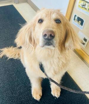 Affenpinscher Dogs Available for Adoption - Sammy | PetCurious