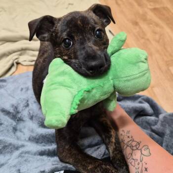 Trudy -  Mixed Breed Dog for Adoption in Woodstock, Illinois - Trudy | PetCurious