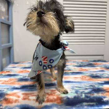 Freya -  Yorkshire Terrier Dog for Adoption in Hartford, Kentucky - Freya | PetCurious