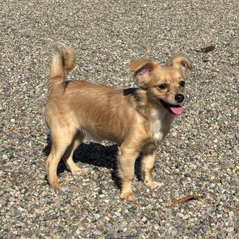 Mike&Ike -  Chihuahua Dog for Adoption in Fort Wayne, Indiana - Mike&Ike | PetCurious