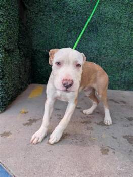 61524433 -  Pit Bull Terrier and Mixed Breed Dog for Adoption in El Paso, Texas - 61524433 | PetCurious