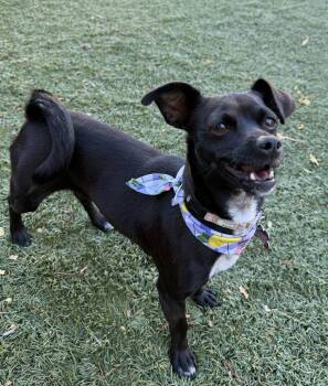 Pinterest -  Dachshund and Chihuahua Dog for Adoption in Palo Alto, California - Pinterest | PetCurious
