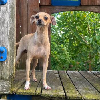 Doris *Arriving 9/26* D12446 -  Chihuahua and Dachshund Dog for Adoption - Doris *Arriving 9/26* D12446 | PetCurious