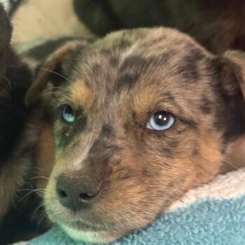 Catahoula Leopard Dog Dogs Available for Adoption in Flagstaff, Arizona - Gar - In Foster! | PetCurious