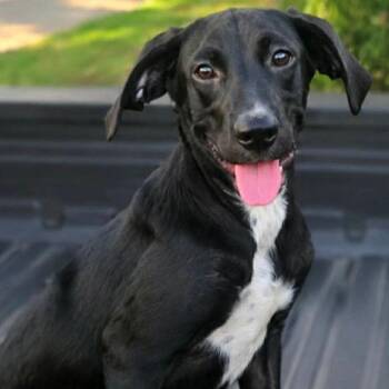 Lady Davis -  Labrador Retriever Dog for Adoption in Wadena, Minnesota - Lady Davis | PetCurious