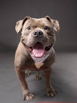 Broccoli -  Pit Bull Terrier and Mixed Breed Dog for Adoption in Atlanta, Georgia - Broccoli | PetCurious