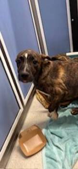 Kenny -  Terrier and Mixed Breed Dog for Adoption in Honolulu, Hawaii - Kenny | PetCurious