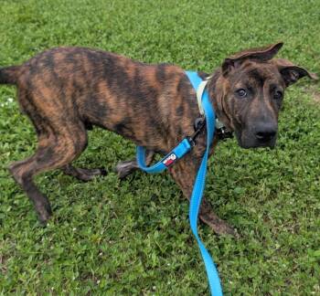 Vernors-Good Puppy-1/2 off Adoption Fee in August! -  Mountain Cur and Plott Hound Dog for Adoption in Fort Myers, Florida - Vernors-Good Puppy-1/2 Off Adoption Fee In August! | PetCurious