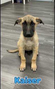 German Shepherd Dog Dogs Available for Adoption in Semmes, Alabama - Kaiser | PetCurious
