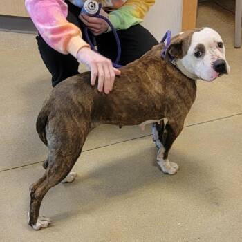 Pit Bull Terrier Dogs Available for Adoption in Baltimore, Maryland - Pink Pantheress | PetCurious