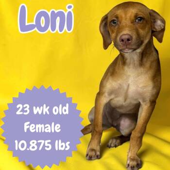 Loni -  Cattle Dog and Hound Dog for Adoption in Ringwood, New Jersey - Loni | PetCurious