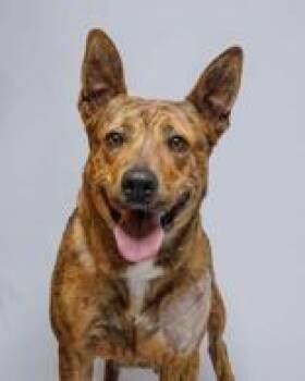 Shepherd Dogs Available for Adoption in Denton, Texas - Pineapple  | PetCurious