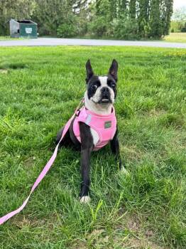 Boston Terrier Dogs Available for Adoption in Pine Grove, Pennsylvania - Annie | PetCurious