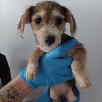 French -  Wirehaired Dachshund and Chihuahua Dog for Adoption in Hattiesburg, Mississippi - French | PetCurious