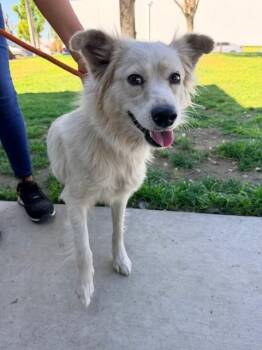 ELLA - ADOPTION PENDING -  German Shepherd Dog and Mixed Breed Dog for Adoption in Ontario, California - ELLA - ADOPTION PENDING | PetCurious