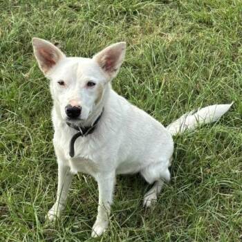 GIRL -  Australian Cattle Dog Blue Heeler Dog for Adoption in Quitman, Texas - GIRL | PetCurious