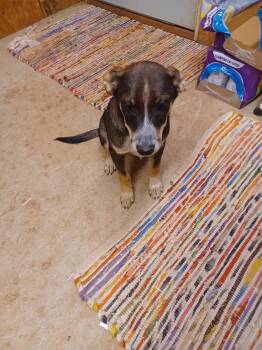 Rescue Hound Dogs for Adoption in Shelbyville, Tennessee - Puglsy | PetCurious