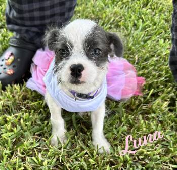 Luna #plush-toy-litter -  Jack Russell Terrier Dog for Adoption in Houston, Texas - Luna #plush-toy-litter | PetCurious