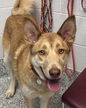 Tron -  German Shepherd Dog Dog for Adoption in Golden, Colorado - Tron | PetCurious