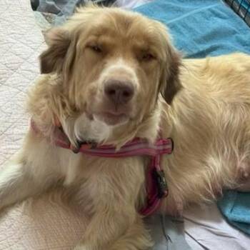 Musical -  Great Pyrenees Dog for Adoption in Denver, Colorado - Musical | PetCurious