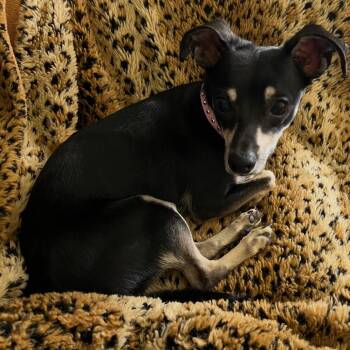 Miss Parris -  Chihuahua Dog for Adoption in Anderson, South Carolina - Miss Parris | PetCurious