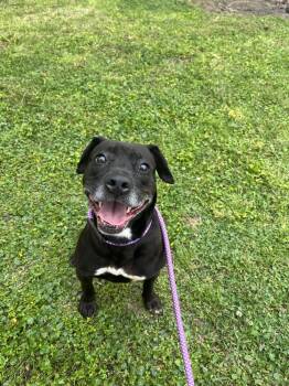 Rescue Terrier Dogs for Adoption in Silsbee, Texas - Ventana BAC 45764 | PetCurious