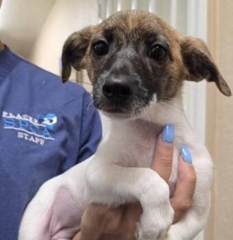 Ruff -  Terrier and Mixed Breed Dog for Adoption in Roseville, California - Ruff | PetCurious