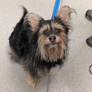 Oreo -  Yorkshire Terrier Dog Available for Adoption in New Castle, Delaware - Oreo | PetCurious